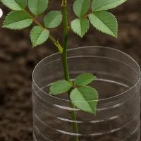 Черенок розы