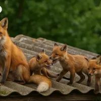Лиса с семейством