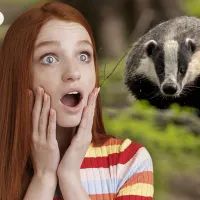 девушка и барсук