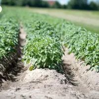 Картофель в огороде