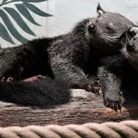 Бинтуронги