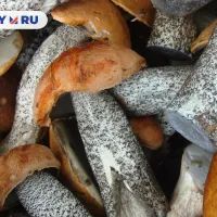 Подосиновики