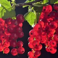 Красная смородина