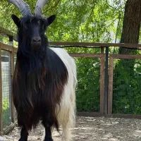 Рогатый красавец любит позировать