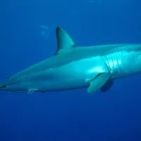Акула мако