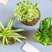 Комнатные растения