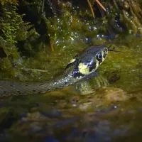 Обыкновенный уж