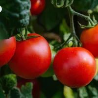 Помидоры на грядке