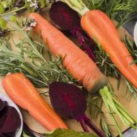 Морковь и свекла