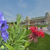 Целебные растения в усадьбе «Царицыно»