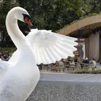 Лебедь на Патриарших прудах