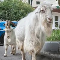 Бутовский козы