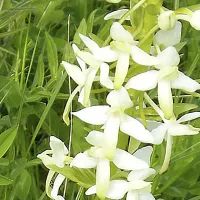 Любка зеленоцветковая