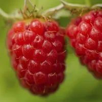 Ягода малина