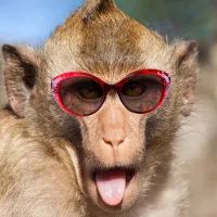 макака в очках