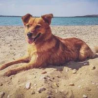 Собака на пляже