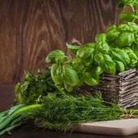 Свежая зелень