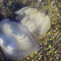 Медуза-корнерот