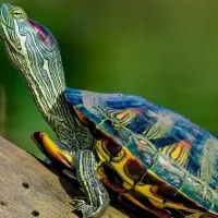 Красноухая черепаха