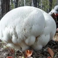 Головач гигантский