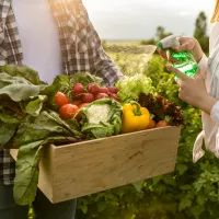 Сбор урожая