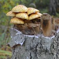 Чешуйчатка