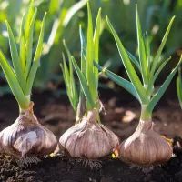 Чеснок