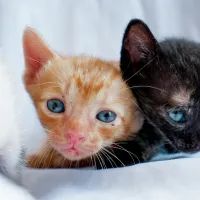 Рыжий и черный котята