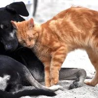 Кошка и собака