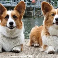 Корги