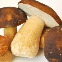 Белые грибы