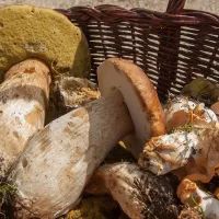 Грибы