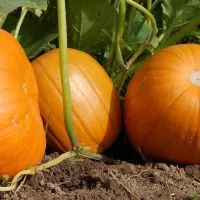 Тыквы