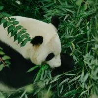 Панда