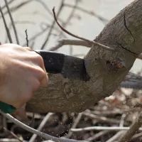 Обрезка веток