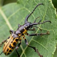 Долгоносик