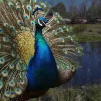 Парк птиц «Воробьи»