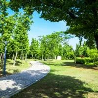 Парк, деревья