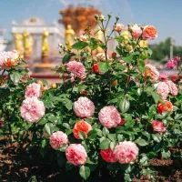 Цветы на ВДНХ