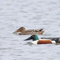 Широконоска