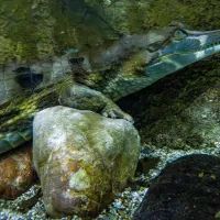 Гавиаловый крокодил