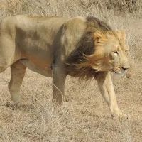 Лысеющий лев