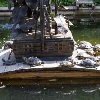 пруд в Ботаническом саду МГУ