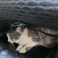 Спасенная кошка Маруся