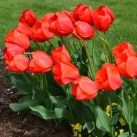 Тюльпаны