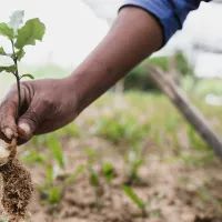 высадка деревьев