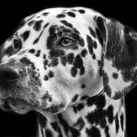 Далматинец