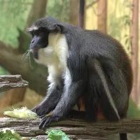 Мартышка диана