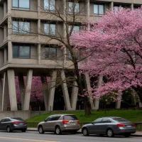 Дом на ножках, арт