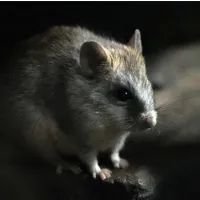  акациевые крысы